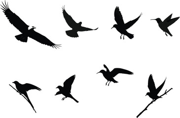 Bird silhouette vector set with flying, perched, motion poses, wing shapes, nature icons, avian design, wildlife illustration, animal shapes