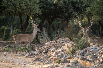 Red deer (Cervus elaphus) photographed in Spain