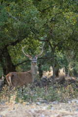 Obraz premium Red deer (Cervus elaphus) photographed in Spain