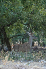 Red deer (Cervus elaphus) photographed in Spain