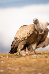Griffon vulture (Gyps fulvus) photographed in Spain