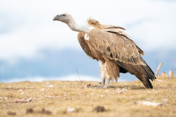 Griffon vulture (Gyps fulvus) photographed in Spain