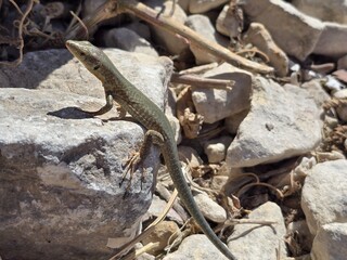 lizard on the rocks 