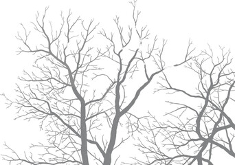 Bare tree branches in winter season, leafless forest silhouette, nature background, detailed branch structure, natural texture, minimalist environmental art illustration