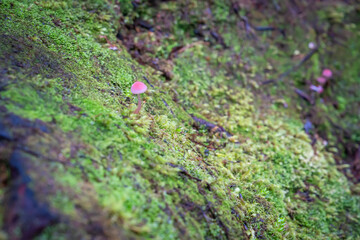 beautiful nature walking tract people can see big trees ,frens ,moss ,reflection lake ,group of duck, animals , colorful mushroom   and fox glacier view at lake Matheson South Island New Zealand 