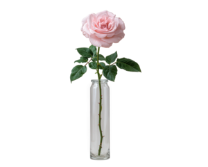 Single pink rose flower in narrow glass vase, isolated on transparency background. romantic, minimal, and delicate flora arrangement expressing gentle love and elegance
