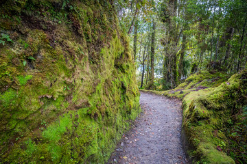 beautiful nature walking tract people can see big trees ,frens ,moss ,reflection lake ,group of duck, animals , colorful mushroom   and fox glacier view at lake Matheson South Island New Zealand 