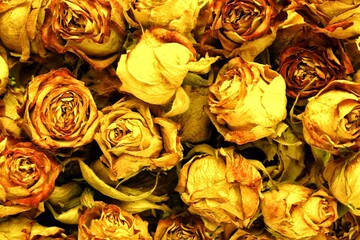 Background of dried and fading yellow and gold rose flower heads. Close-up texture of desiccated yellow roses with red petal. Gold and orange botanical texture with dried rose buds and petals