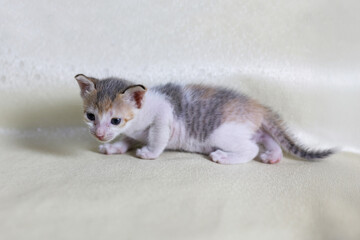 Little kitten on a white background