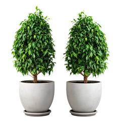 Two potted green trees with lush foliage, contrasting against a plain white pot