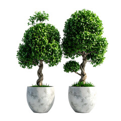Two perfectly sculpted miniature trees in white concrete pots, set against a stark black background