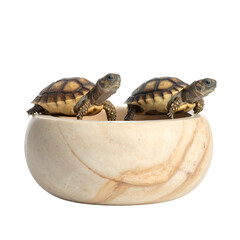 Two small tortoises sit in a light-colored, marbled bowl, looking upward