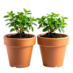 Two small potted plants with vibrant green foliage. The terracotta pots hold dark soil