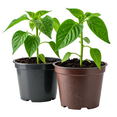 Two small green pepper plants in black and brown plastic pots, growing upwards