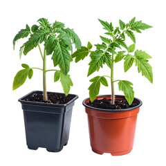 Two young tomato plants in pots, one black, one orange, against a black backdrop