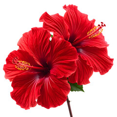 Vivid red hibiscus flowers bloom, showcasing delicate petals and prominent stamen against darkness