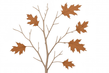 Oak branch with autumn leaves on a transparent background, depicting fall nature and botanical artwork