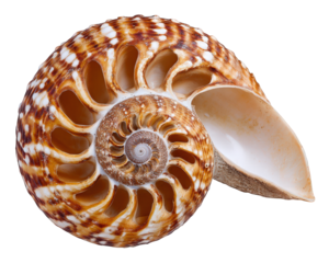Beautiful spiral seashell cross section revealing an intricate marine pattern. natural element from ocean beach evokes tranquility and wonder of sea life