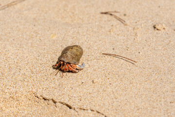 Hermit crab is anomuran decapod crustacean of superfamily Paguroidea on beach of Ko Naka Noi or Koh Naga Noi island or Naga Pearl island in Andaman Sea in Thailand in Phang Nga province