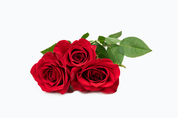 Three red roses. Red rose isolated on white background.