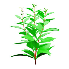 Vibrant Green Leafy Plant With Reddish Stems Displaying Lush Growth And Healthy Foliage Isolated On Transparent Background Representing Natural Energy Biomass
