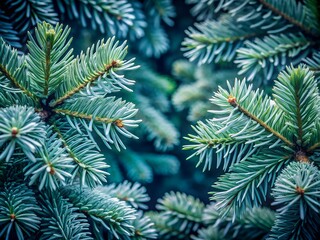 Closeup view of lush green pine tree branches with soft focus background, evoking a natural winter forest feel