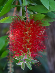 Closeup vertical view of bright red flower of malaleuca rugulosa aka callistemon or scarlet bottlebrush blooming outdoors