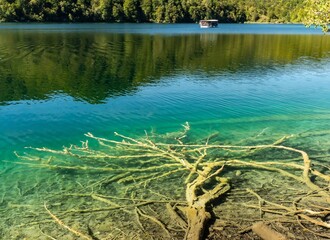 Submerged trees in the clear, emerald water of one of the Plitvice Lakes, with a ship carrying...