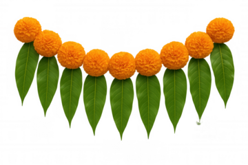 Marigold flowers and mango leaves toran decorating for indian festivals like diwali and ugadi, transparent background