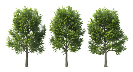 Three realistic lush green trees with detailed foliage against a black canvas isolated on transparent background