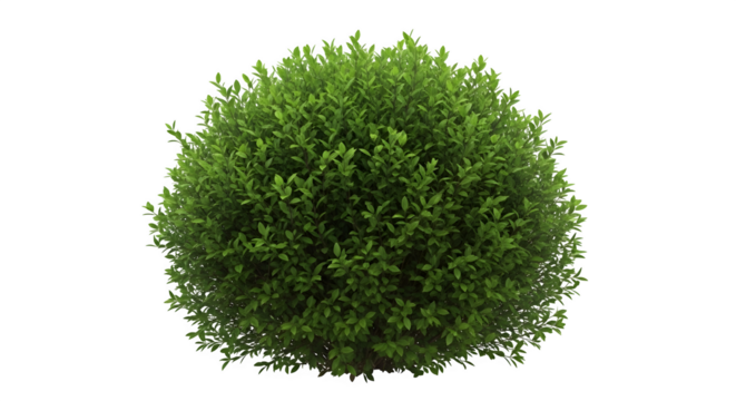 Close-up of a spherical moss ball with intricate green textures and earthy undertones isolated on black. isolated on transparent background
