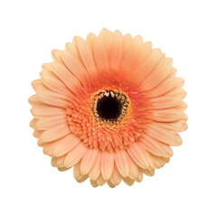 Soft peach gerbera daisy blooms with intricate center isolated on black studio background isolated on transparent background
