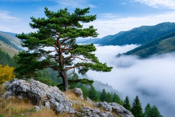 Obraz premium Pine tree overlooking a misty mountain valley