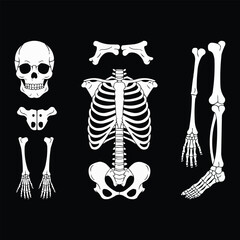 Human skeleton bones illustration with skull ribcage pelvis and limbs anatomy drawing for halloween or t shirt design