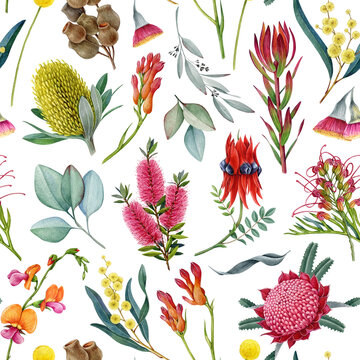 Australia native flora elements seamless pattern. Hand drawn waratah flower, banksia, golden wattle, eucalyptus leaves watercolor illustrations. Australian flowers elements on white background