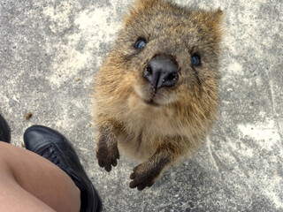 Obraz premium Quokka standing and looking curiously at the camera, close-up portrait of cute Australian marsupial in natural outdoor environment, friendly wildlife and nature photography concept