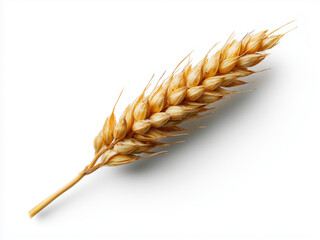 A yellow wheat plant with grains on a white background isolated