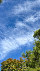Fototapeta premium sky and trees