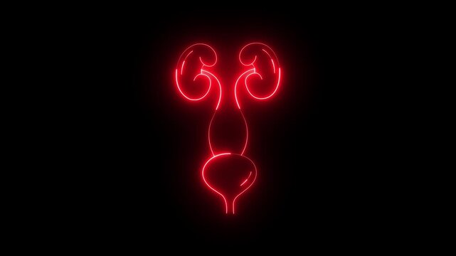 Glowing neon urinary system icon animation on black background. urinary icon. Urinary system Bladder with kidney icon. Human Urinary System Kidneys with Bladder Anatomy Animation Concept.