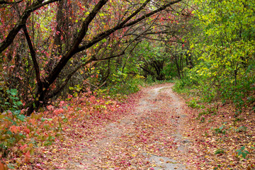 autumn leaves in the forest