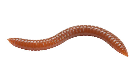 Detailed macro photograph of a single brown earthworm isolated on a clean white background