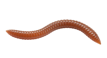 Detailed macro photograph of a single brown earthworm isolated on a clean white background
