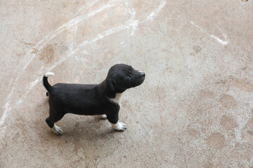 Cute puppy on the floor