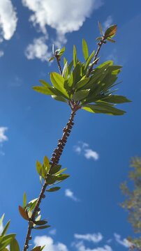 a plant stem sways in the wind against a blue sky