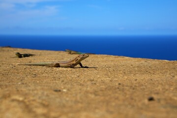 Ponta do Pargo