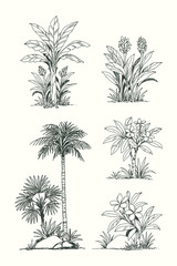 Hand-drawn tropical plant and palm collection in vintage engraving style. Perfect for botanical prints, packaging, or nature design themes.