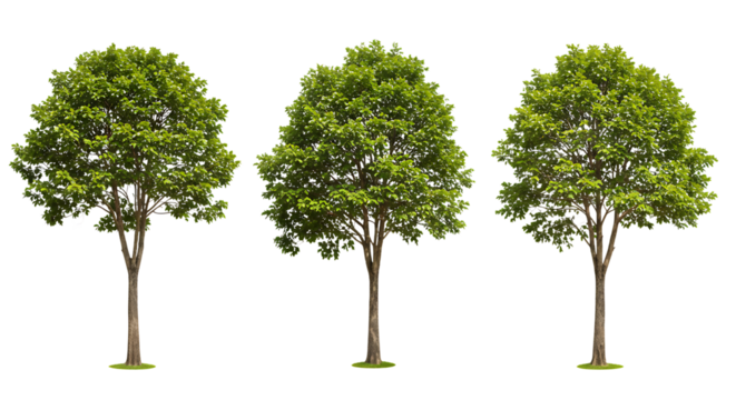 Three identical deciduous trees with green leaves and brown trunks isolated on a plain white background