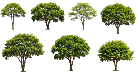 Collection of Diverse Trees on White Background A Variety of Tree Types for Creative Design
