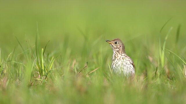Bird - Song Trush Turdus philomelos on the spring green meadow amazing warm light sunset sundown Poland Europe