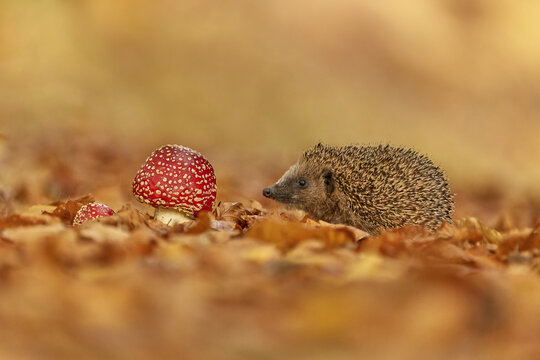 hedgehog in leaves with a mushroom
